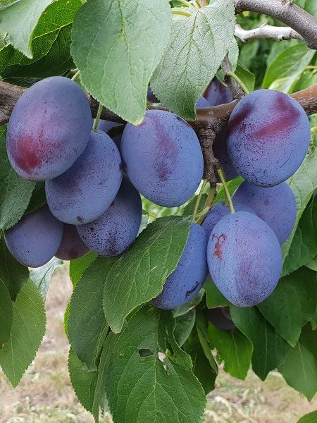 Mürdüm eriği fidanı